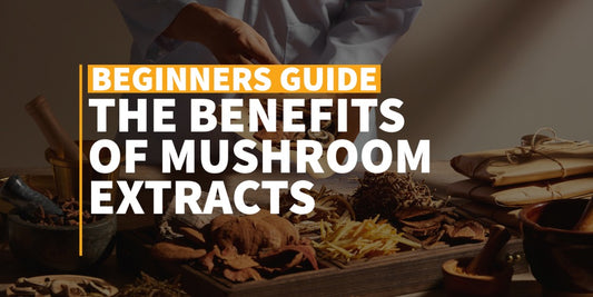 Exploring the Benefits of Mushroom Extract Supplements